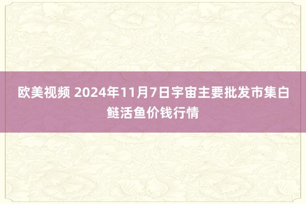 欧美视频 2024年11月7日宇宙主要批发市集白鲢活鱼价钱行情