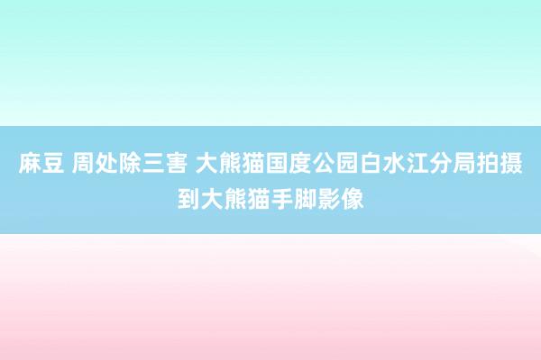 麻豆 周处除三害 大熊猫国度公园白水江分局拍摄到大熊猫手脚影像